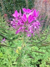 cleome