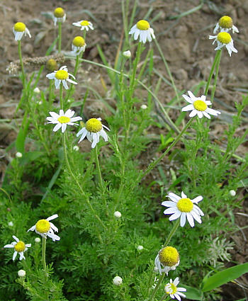corn-chamomile