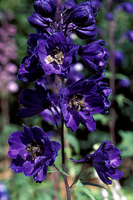 delphinium-black-knight-cu-sept