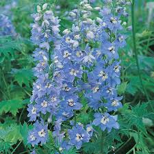 delphinium