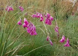 dierama