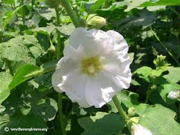 hollyhock-white