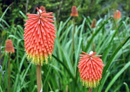 kniphofia