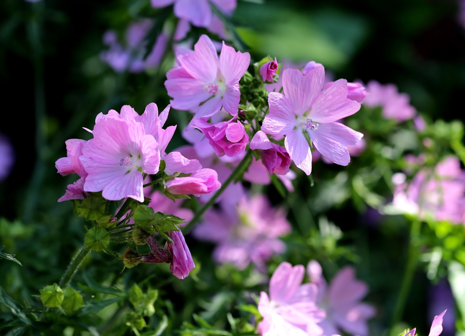 malva-moschata-rosea-2