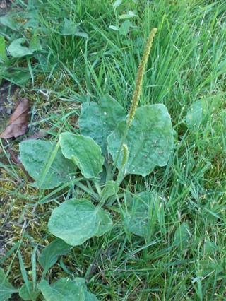 pictures_lawn_weeds_plantain