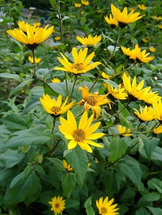 sunflower_jerusalem_artichoke_3