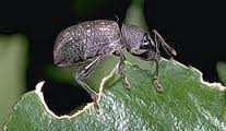 adult vine weevil