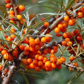 sea-buckthorn